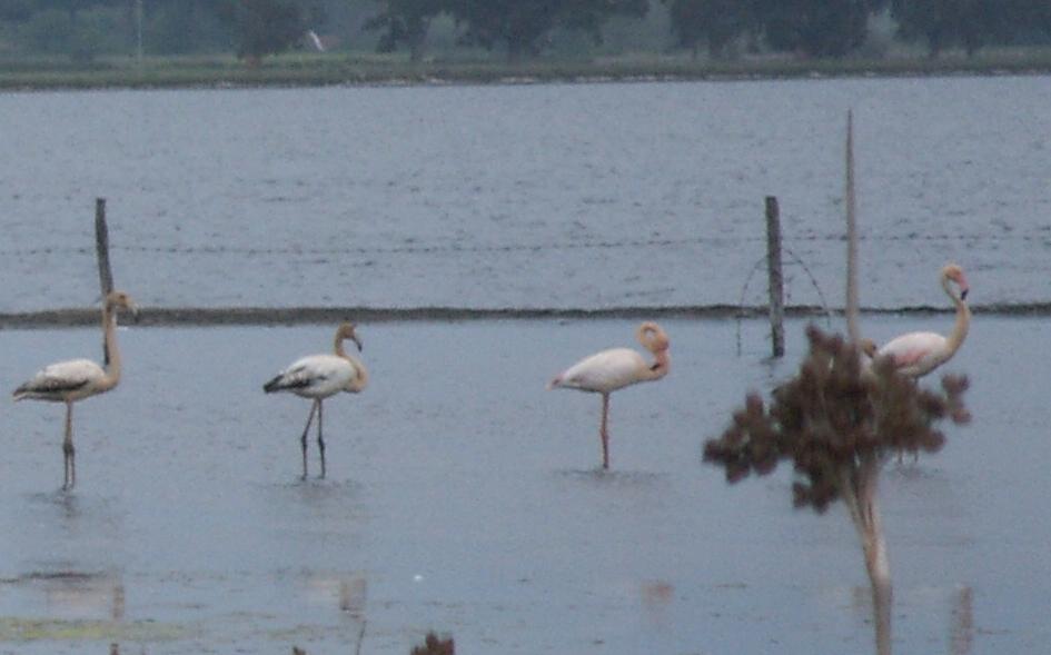 lago di Fogliano al  Parco del Circeo